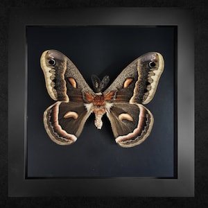 Robin moth,  Hyalophora cecropia , Framed moth, Real insect