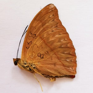 Famed Eal Ed Buttefly – Buttefly Utopia