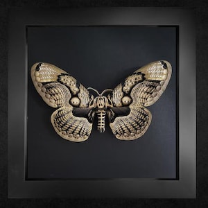 The Owl Moth, Brahmaea  framed moth, real moth