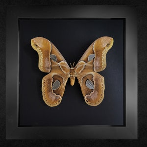 Rothschildia arethusa, framed moth, real moth
