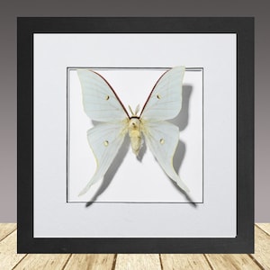 Sweetheart Moon Motte, Actias dulcinea, echte Motte, echtes Insekt