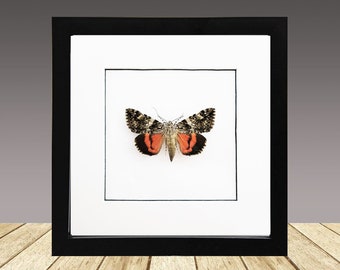 Light Crimson Underwing, Framed Moth, Framed Butterfly,Famed insect, Real Insect