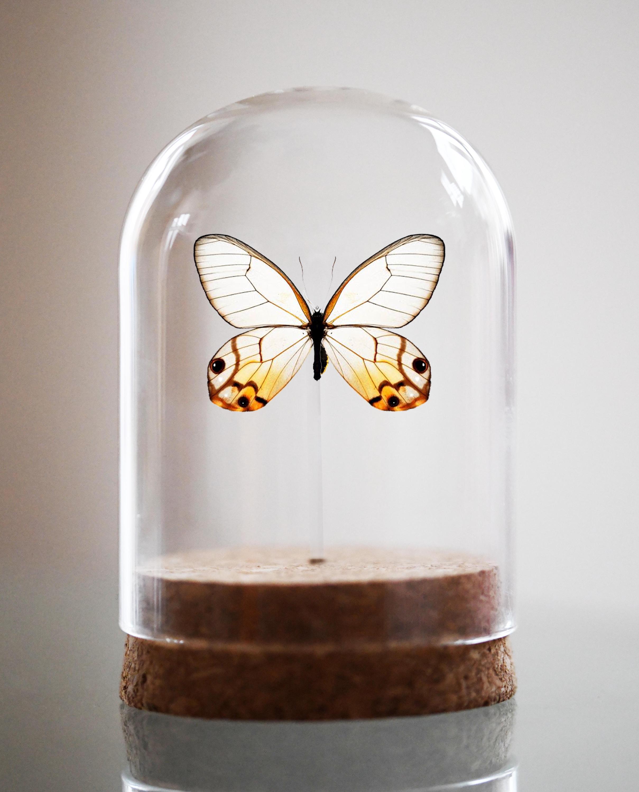 Yellow Clearwing Butterfly, Glass Bell Jar, Real Insect - Etsy