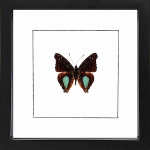 The Mexican Emperor, Doxocopa Cyane, Framed Butterfly, Real Butterfly, Real Insect