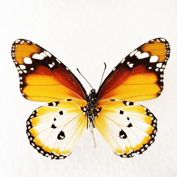 African Monarch, Danaus chrysippus ,Spread butterfly , for Earring arts, crafts and jewellery