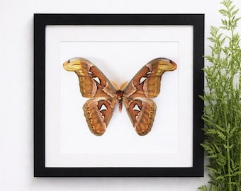 Framed Attacus Atlas Moth, The Atlas Moth, Real Moth, In A box Frame