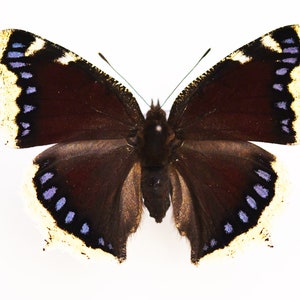 Camberwell beauty/Mourning Cloke ,Spread butterfly , for Earring arts, crafts and jewellery