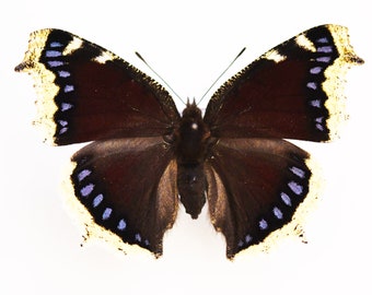 Camberwell beauty/Mourning Cloke ,Spread butterfly , for Earring arts, crafts and jewellery