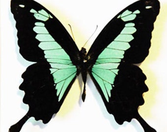 The Apple Green Swallowtail, Papilio Phorcas,Spread butterfly , for Earring arts, crafts and jewellery