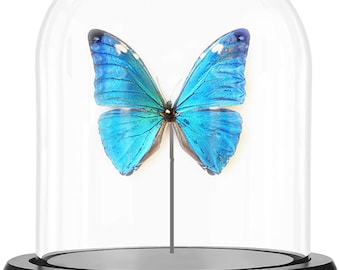 Morpho Adonis , bell jar, Real Butterfly, Framed insect