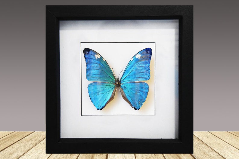 May include: A framed blue morpho butterfly specimen with white markings on its wings. The butterfly is mounted on a white background and framed in a black frame.