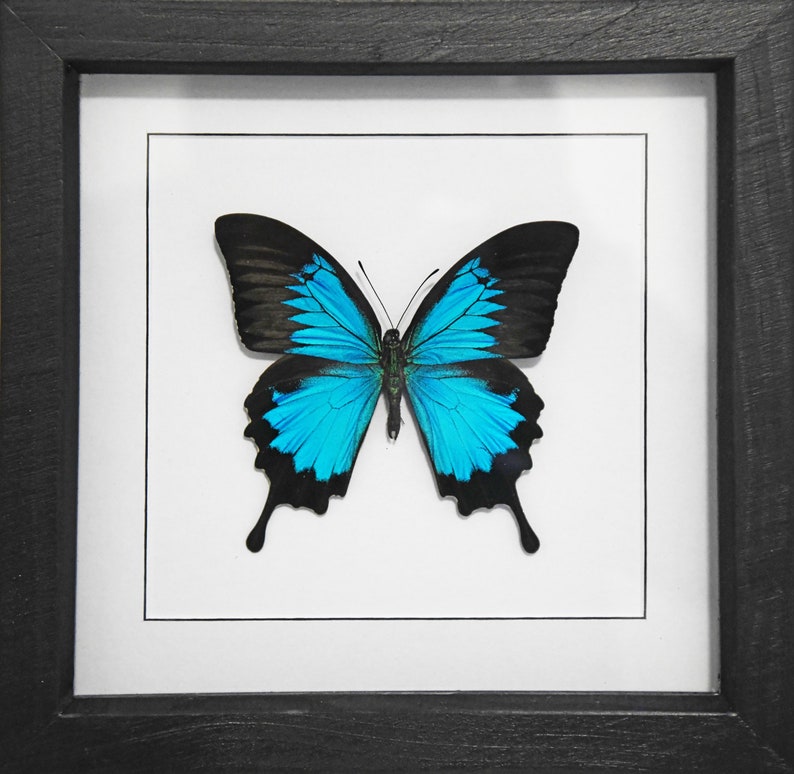 Blue Emperor Papilio Ulysses Framed Butterfly Framed Insect Etsy