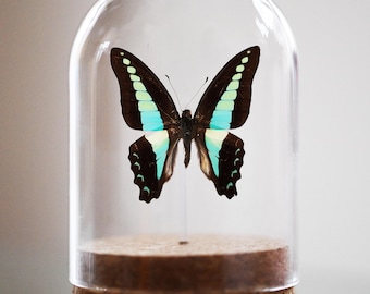 the common blue bottle, Graphium sarpedon, Bell Jar, Real butterfly, real insect