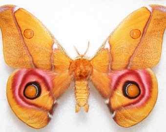 Mariposa rosa Bullseye, Suraka, borboleta real, borboleta aberta, para brincos, artesanato e joias