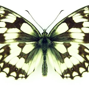 Marbled white Butterfly, for Earring arts, crafts and jewellery