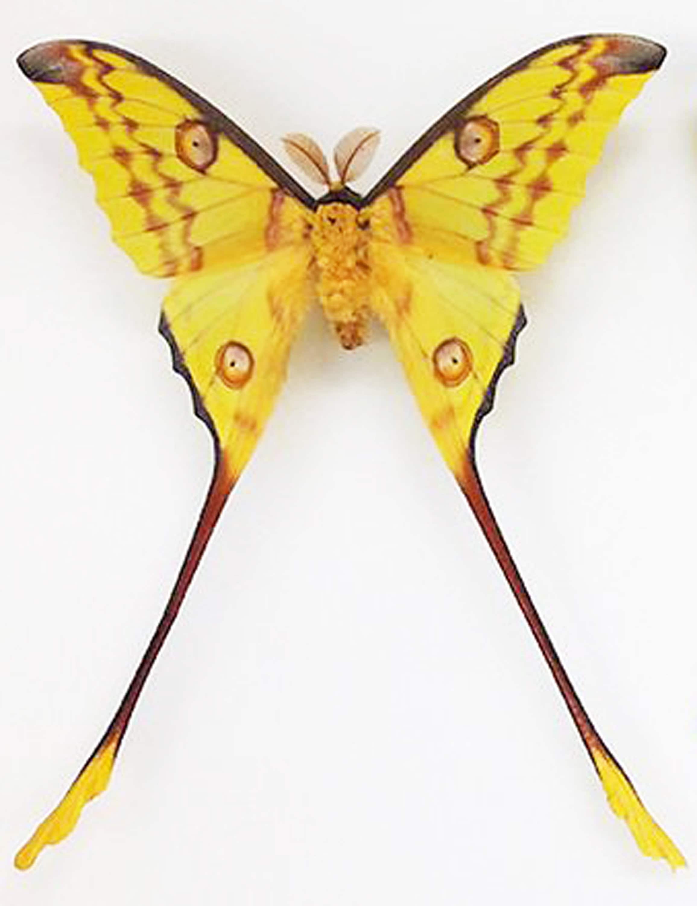 O macho da mariposa cometa, Argema Mittrei, mariposa espalhada, mariposa real, inseto real, borboleta real