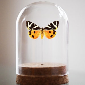 May include: A preserved butterfly with black and yellow stripes and orange wings is displayed in a glass dome on a cork base.