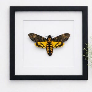 May include: A framed death's-head hawkmoth specimen displayed against a white background. The moth features dark brown, patterned forewings and vibrant yellow and black striped hindwings and abdomen, with a skull-like marking on its thorax.
