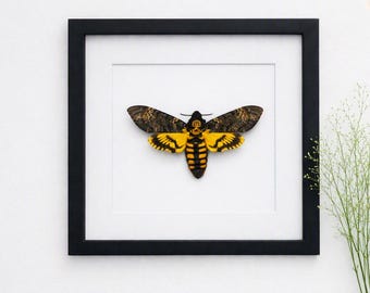 May include: A framed death's-head hawkmoth specimen displayed against a white background. The moth features dark brown, patterned forewings and vibrant yellow and black striped hindwings and abdomen, with a skull-like marking on its thorax.