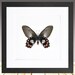 see more listings in the Framed Butterflies section