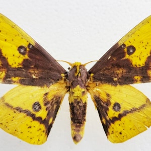 Echter Schmetterling, Schmetterling Schmetterling, Imperial Motte, für Ohrring Kunst, Handwerk und Schmuck