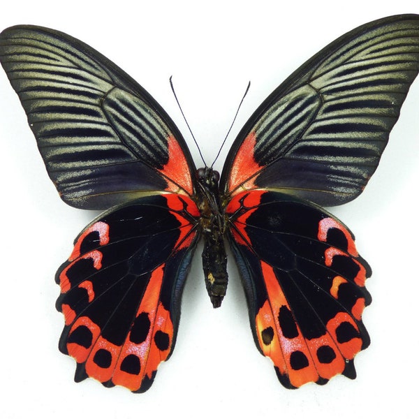 The scarlet Mormon, Papilio Rumanzovia ,Spread butterfly , for Earring arts, crafts and jewellery