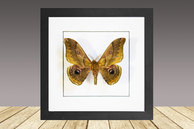 The Japanese giant silkworm, Caligula japonica, Framed moth, real moth image 1