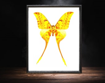 Actias groenendaeli acutapex ( RARE )  Framed moth, Real Insect, Real Moth