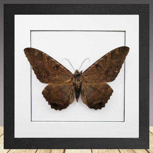 Ascalapha Odorata Black Witch Moth Texas USA - Etsy