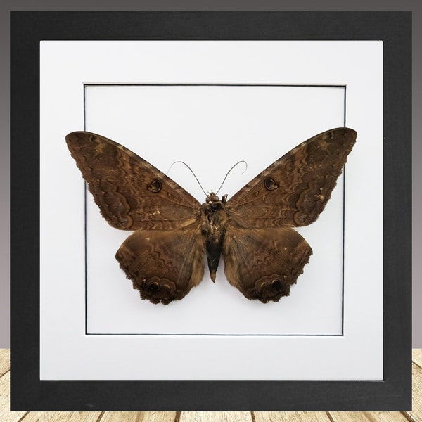 The Black Witch Moth, ASCALAPHA ODORATA MALE, Framed Moth, real moth, Rare