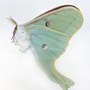 Papered/Unset/Unmounted/Folded Real butterfly,Actias Luna, American Moon Moth, for Earring arts, crafts and jewellery, A1- ( Pre-order)
