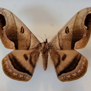 Arsenura Romulus, Spread moth, real moth, real insect, real butterfly