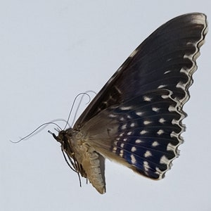 Puede incluir: Una mariposa con alas azul oscuro y marrón, con puntos blancos y un borde festoneado. El cuerpo de la mariposa es de color marrón apagado, y sus antenas son largas y curvadas.