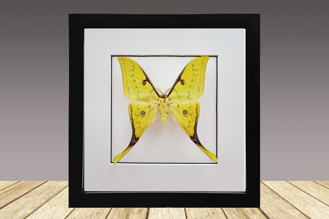 Chinese Moon Moth (Actias Ningpoana) Handmade Box Frame | DeadSet Co