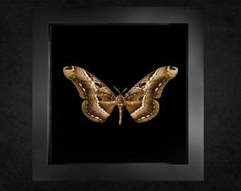 Gerahmter Schmetterling (Dactyloceras lucina), echtes Insektenkunstwerk im schwarzen Kastenrahmen