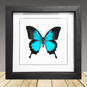 Blue Emperor Papilio Ulysses, framed butterfly, framed insect