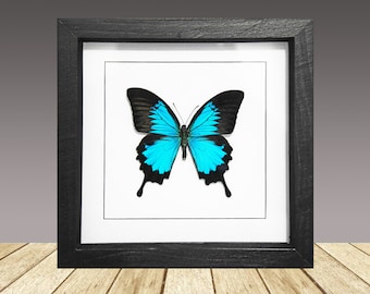 Emperador azul Papilio Ulysses, mariposa enmarcada, insecto enmarcado