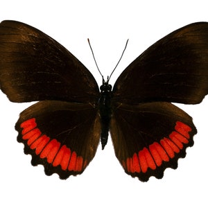 Biblis Hyperia, der rote Rand oder schwarz mit roten Bändern, Schmetterling, für Ohrringe Kunst, Kunsthandwerk und Schmuck