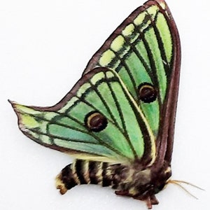 Papered/Unset/Unmounted/Folded Real butterfly, Spanish Moon Moth for Earring arts, crafts and jewellery, A1 pre order