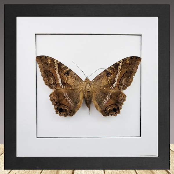 The Black Witch Moth, ASCALAPHA ODORATA FEMALE, Framed Moth, real moth, Rare