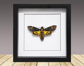 Framed Moth, Death's-head Hawk Display in Black Wooden Frame