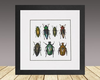 Real Beetle Riding Red Tricycle Natural History Insect Art - Etsy