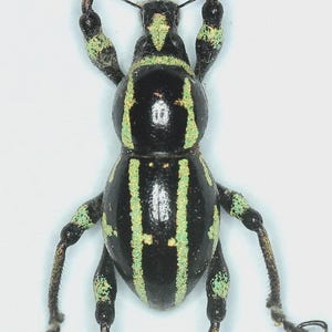 Puede incluir: Imagen detallada de un gorgojo, que muestra su cuerpo negro con rayas verdes y amarillas. El insecto tiene patas y antenas largas y segmentadas, con una vista detallada de su exoesqueleto. El fondo es blanco liso.