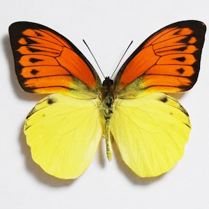 Echter Schmetterling, Schmetterling, Riesenorange Spitze, Hebomoia leucippe leucippe, für Ohrring Kunst, Handwerk und Schmuck