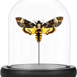 Deaths Head Hawk Moth, Silence Of The Lambs  , bell jar, Real Butterfly, Framed insect