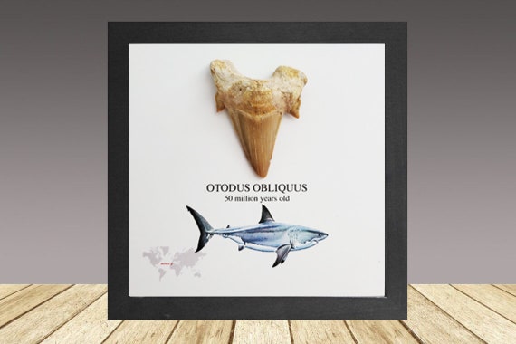 Dent de requin fossile, Otodus obliquus, vieille de 50 millions