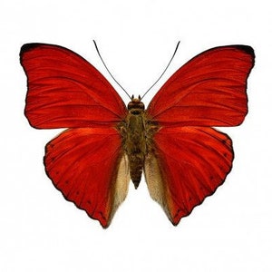 The blood-red glider, Cymothoe sangaris, for Earring arts, crafts and jewellery