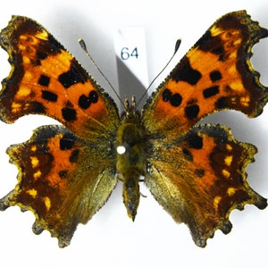 Comma, Real butterfly ,Spread Butterfly , for Earring arts, crafts and jewellery Active