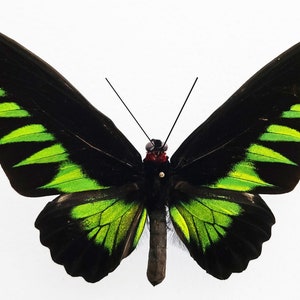 Real Butterfly Papered Butterfly ,rajah Brooke's Birdwing