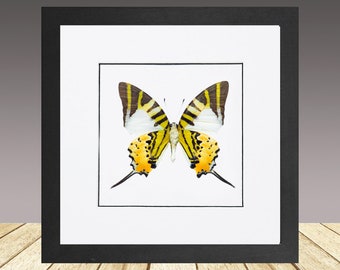Espada de cinco barras, mariposa enmarcada, insecto enmarcado